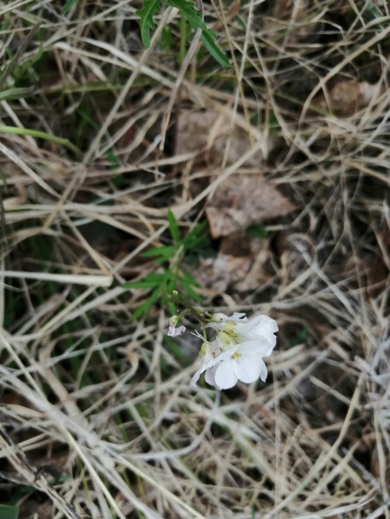 Cardamine trifida photo 5