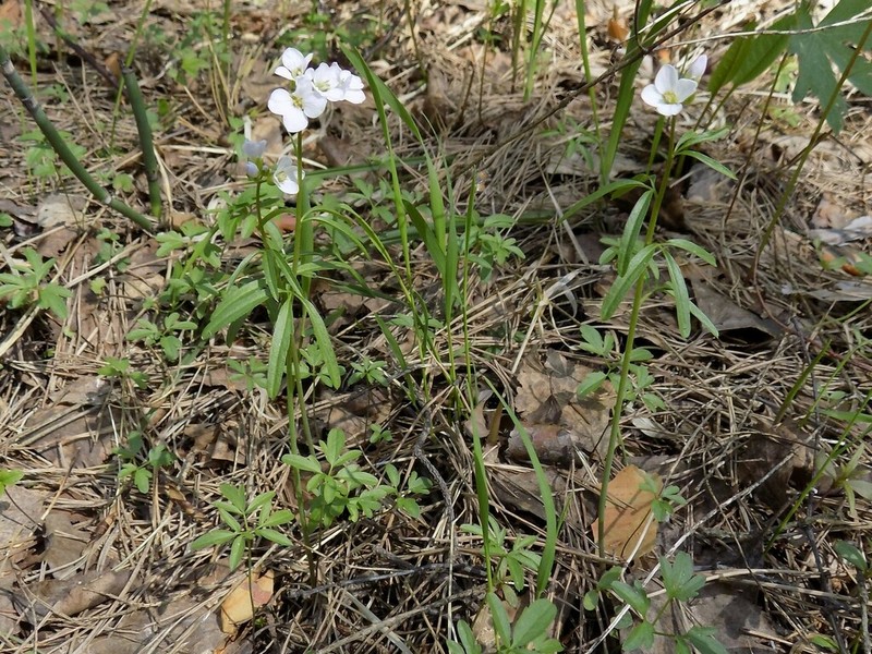 Cardamine trifida photo 6