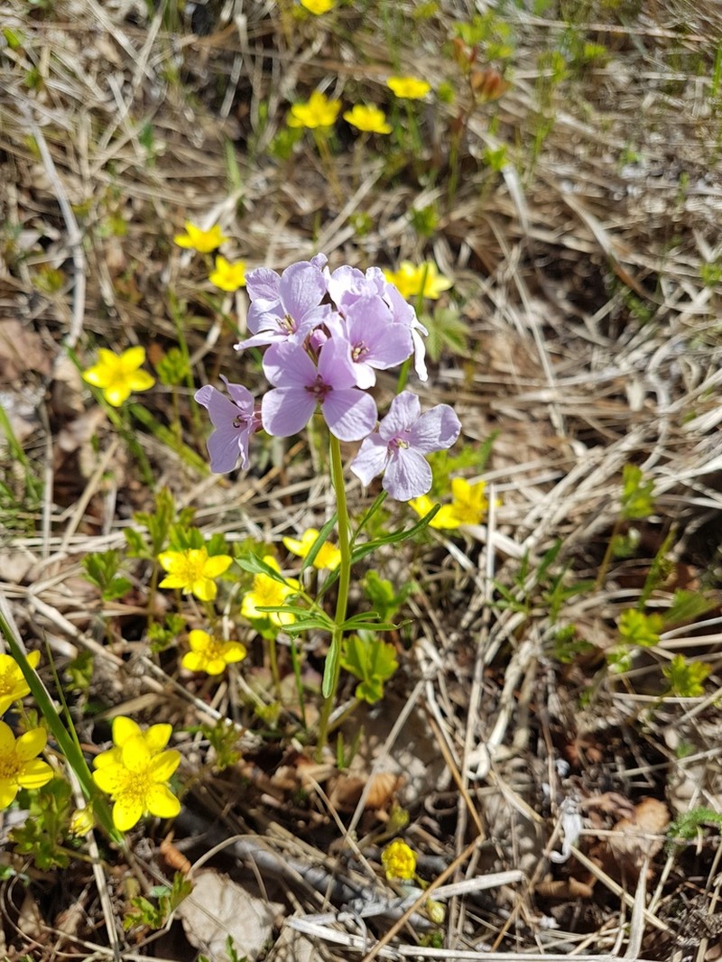 Cardamine trifida photo 7