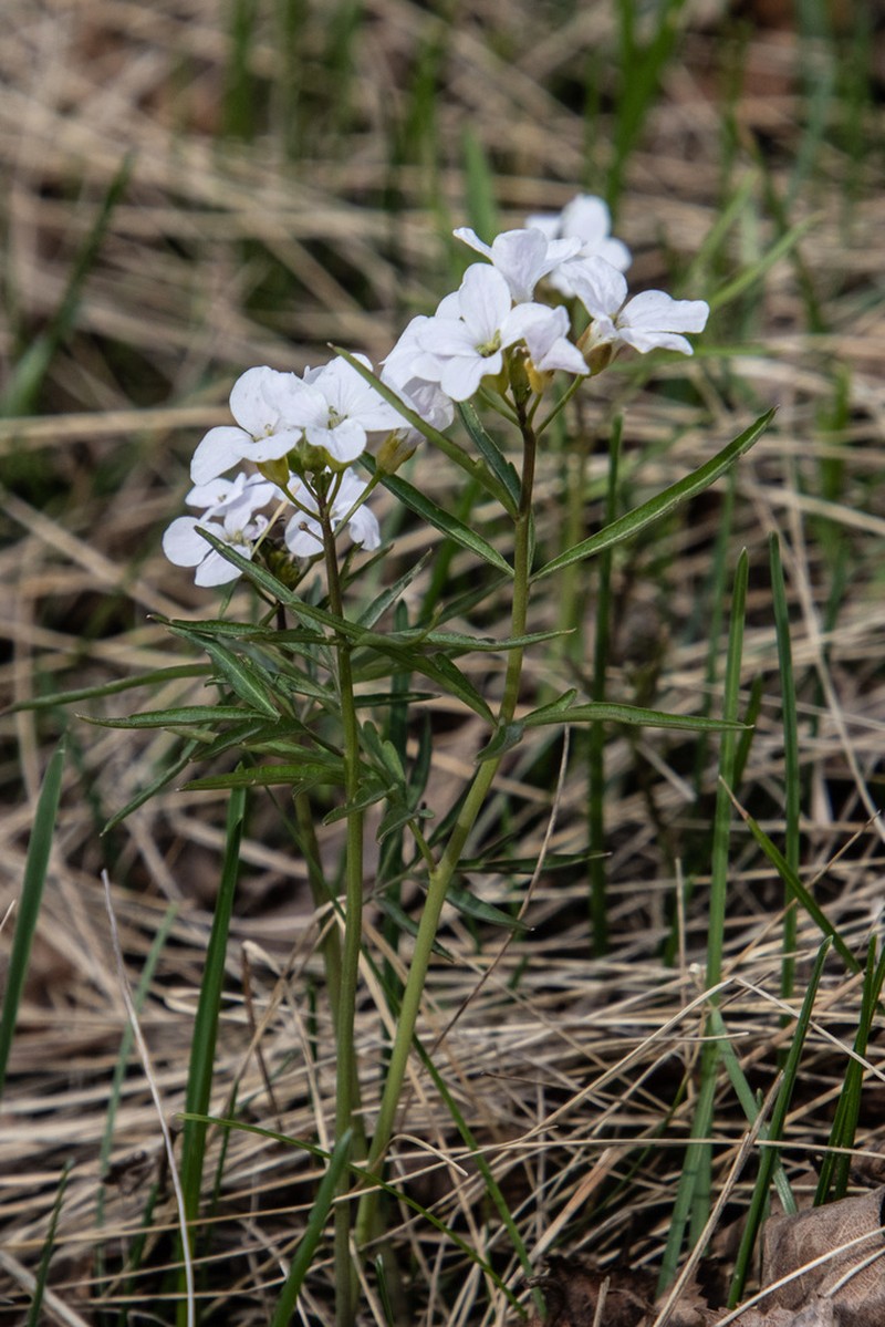 Cardamine trifida photo 8