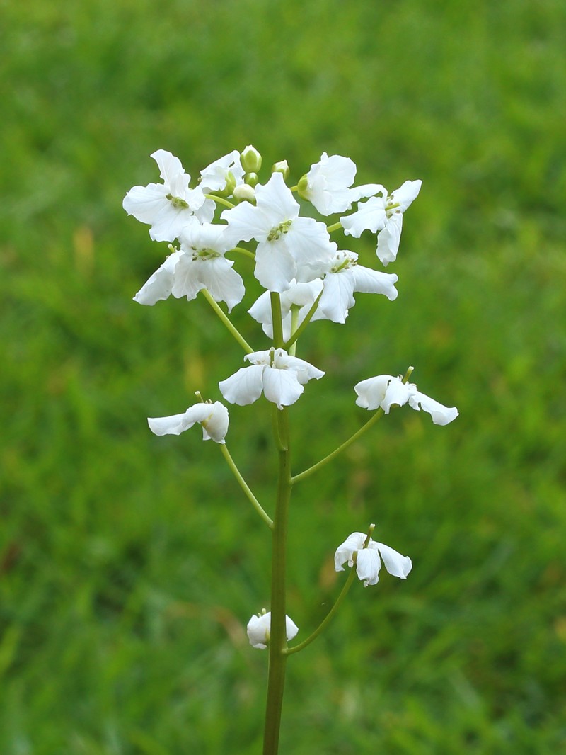 Cardamine trifolia