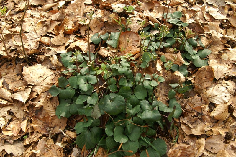 Cardamine trifolia photo 2