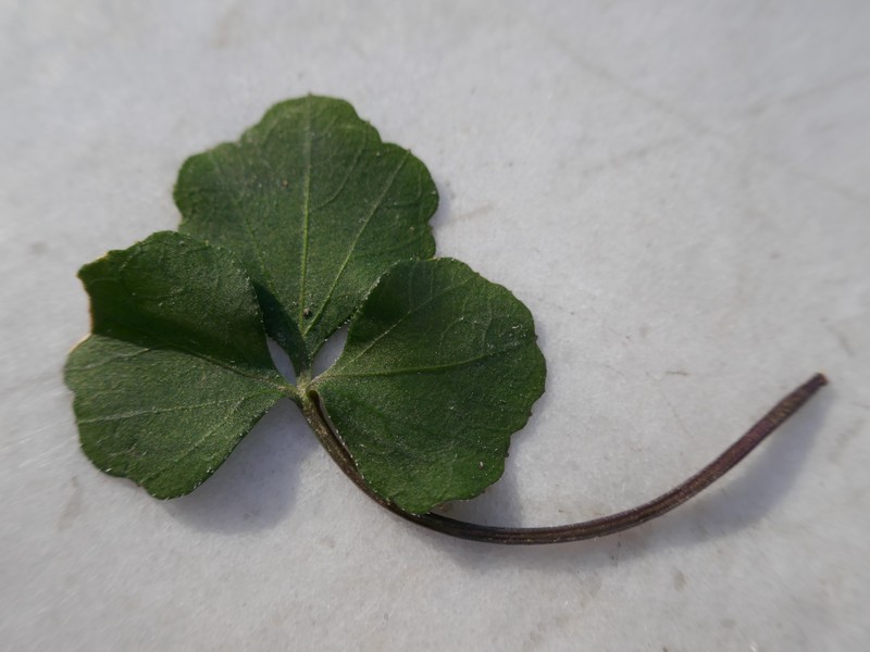 Cardamine trifolia photo 3