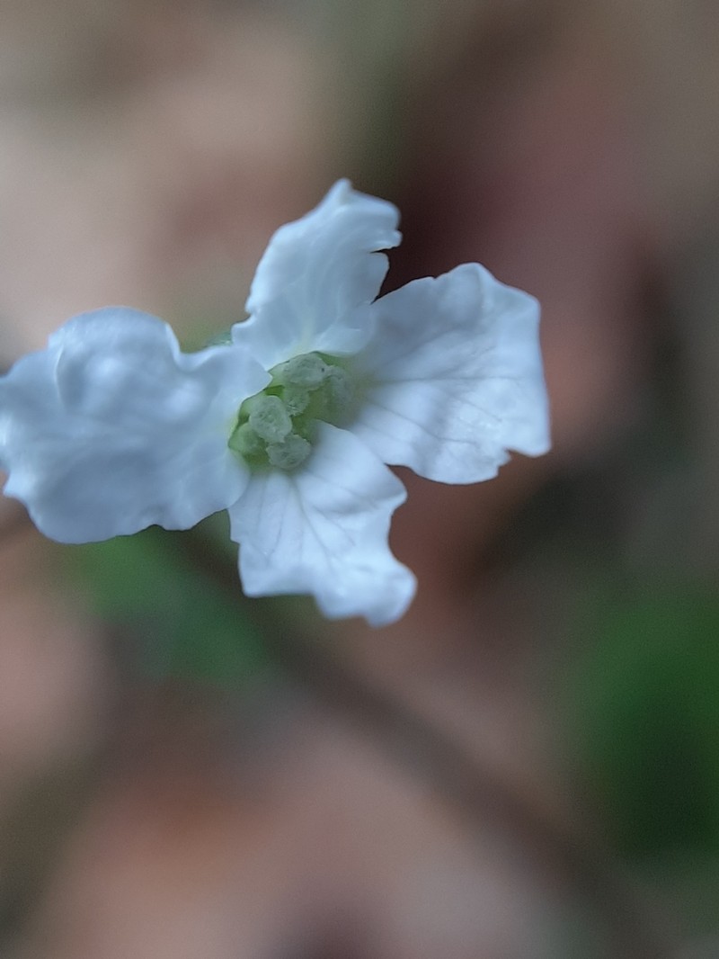 Cardamine trifolia photo 4