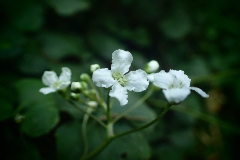Cardamine trifolia photo 5