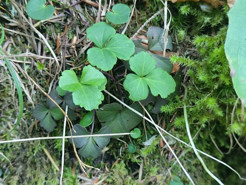 Cardamine trifolia photo 6
