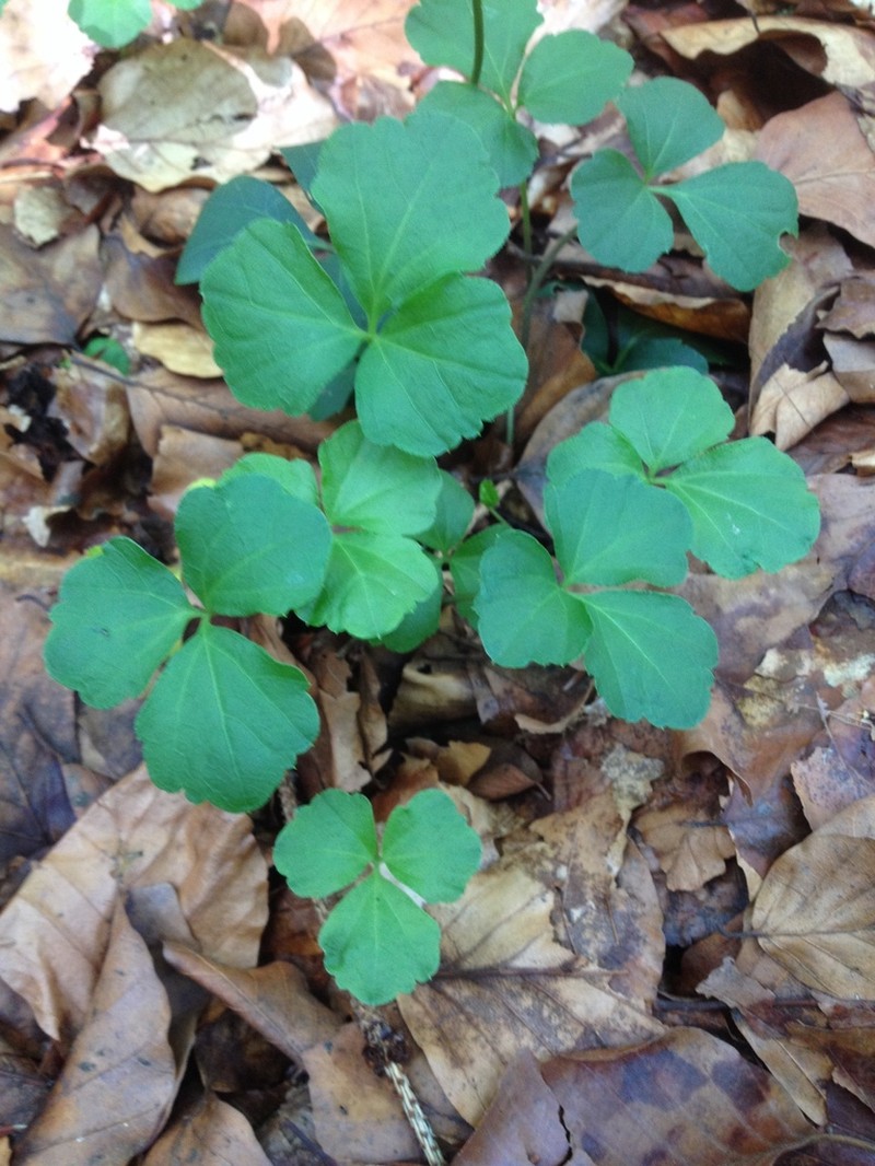 Cardamine trifolia photo 7