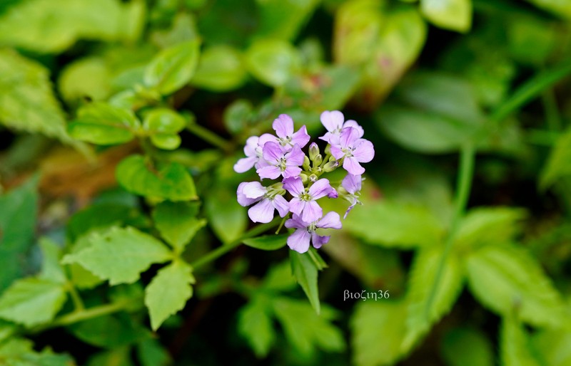 Cardamine trifoliolata