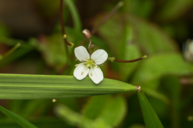 Cardamine trifoliolata photo 2