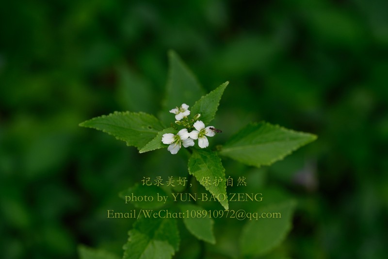Cardamine trifoliolata photo 3