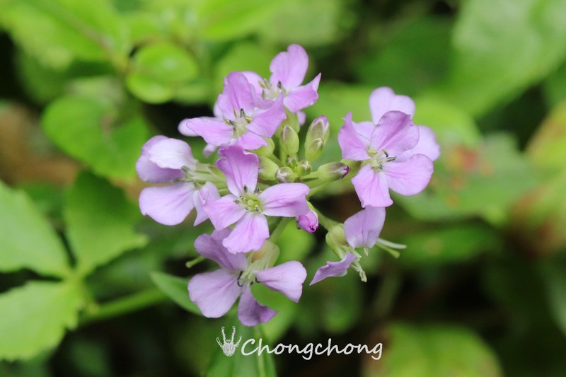 Cardamine trifoliolata photo 4