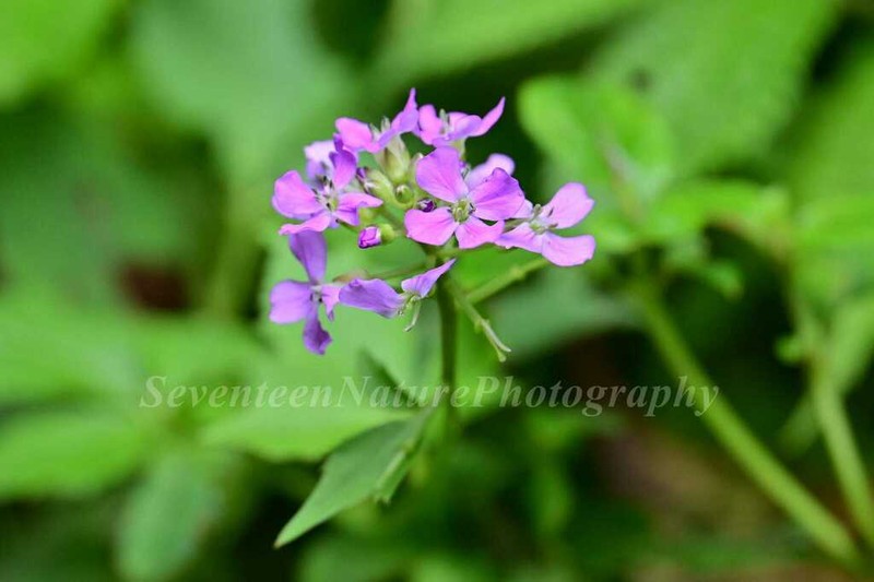 Cardamine trifoliolata photo 5