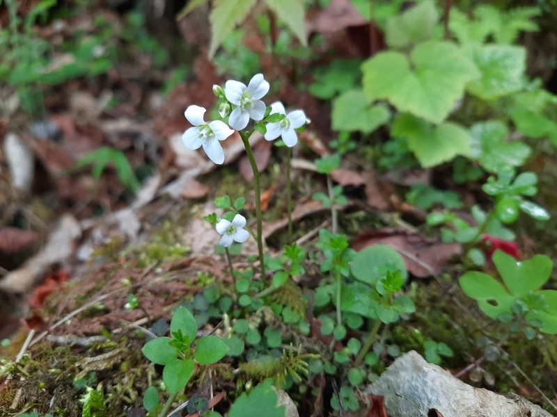 Cardamine trifoliolata photo 6