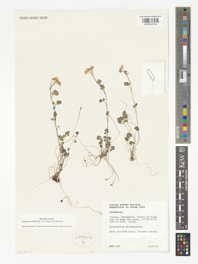Cardamine trifoliolata photo 7