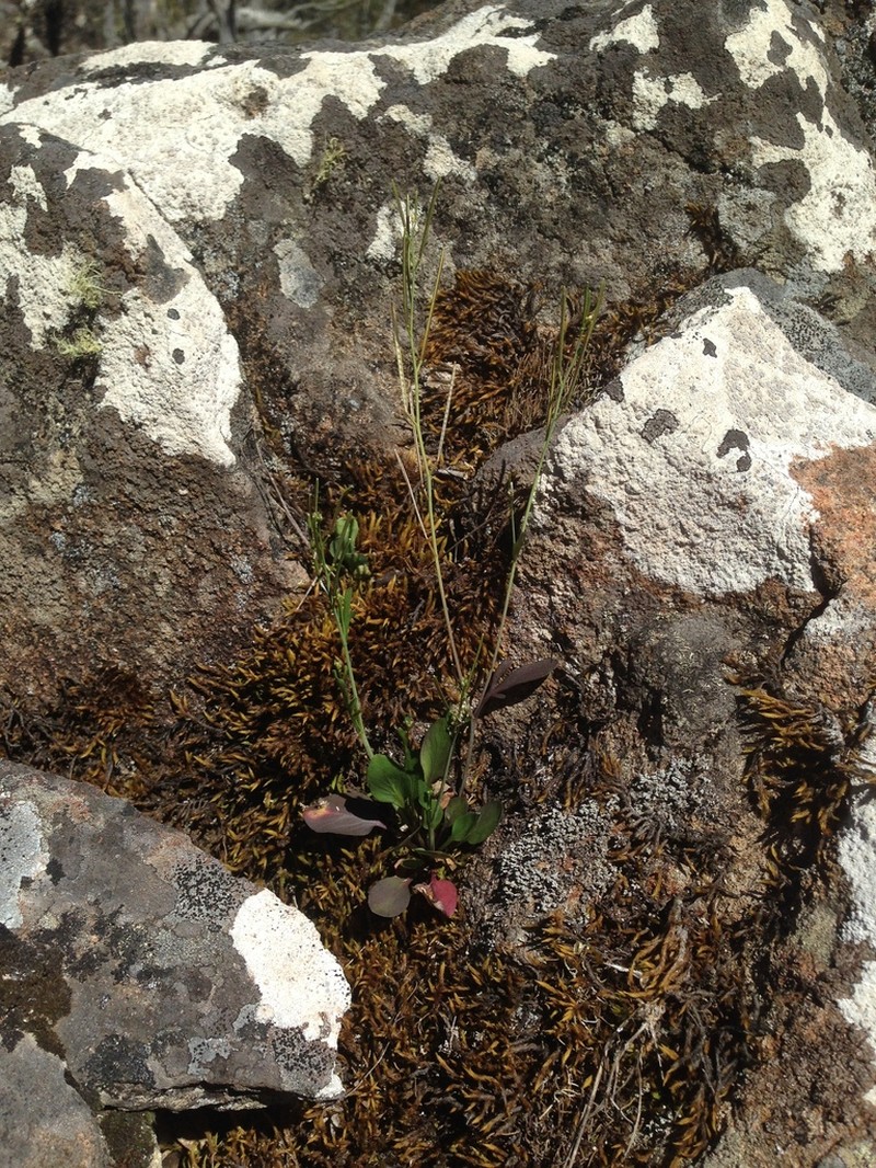 Cardamine tryssa