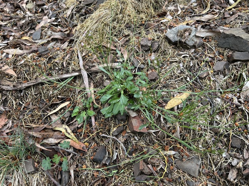 Cardamine tryssa photo 2