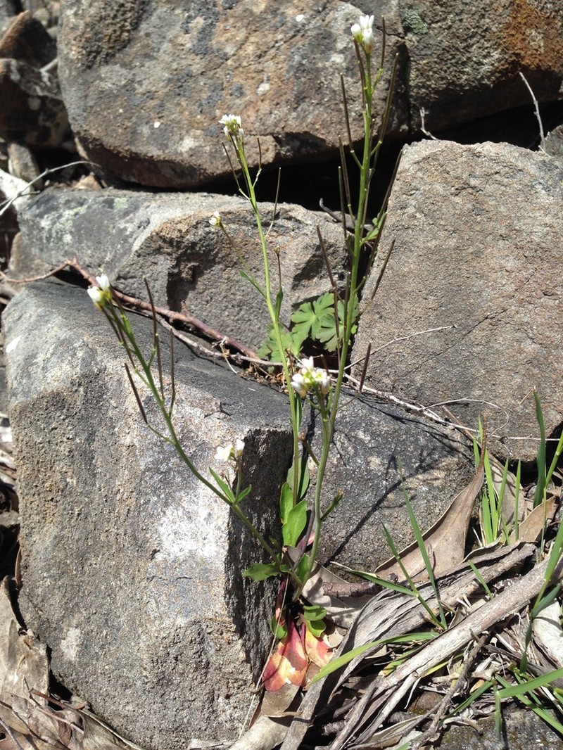 Cardamine tryssa photo 3