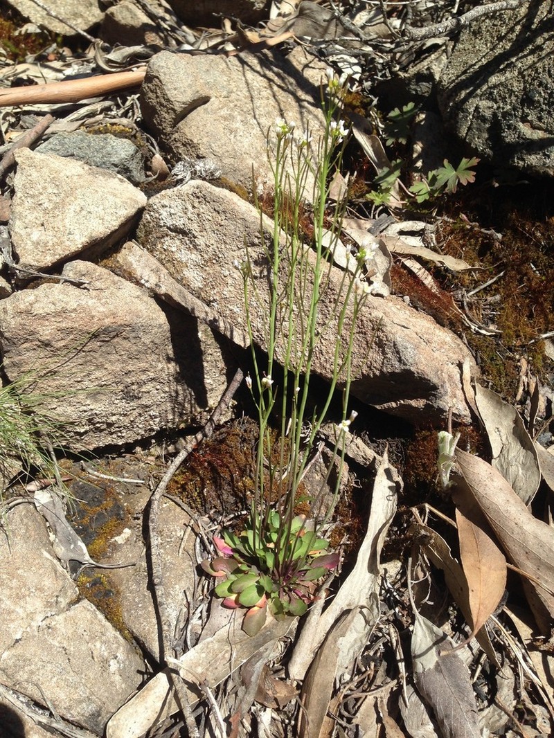 Cardamine tryssa photo 4