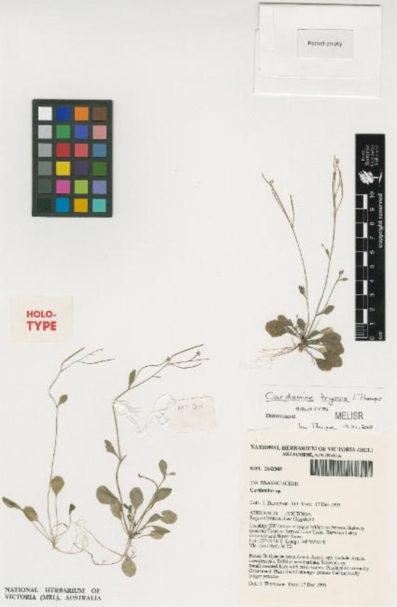 Cardamine tryssa photo 6