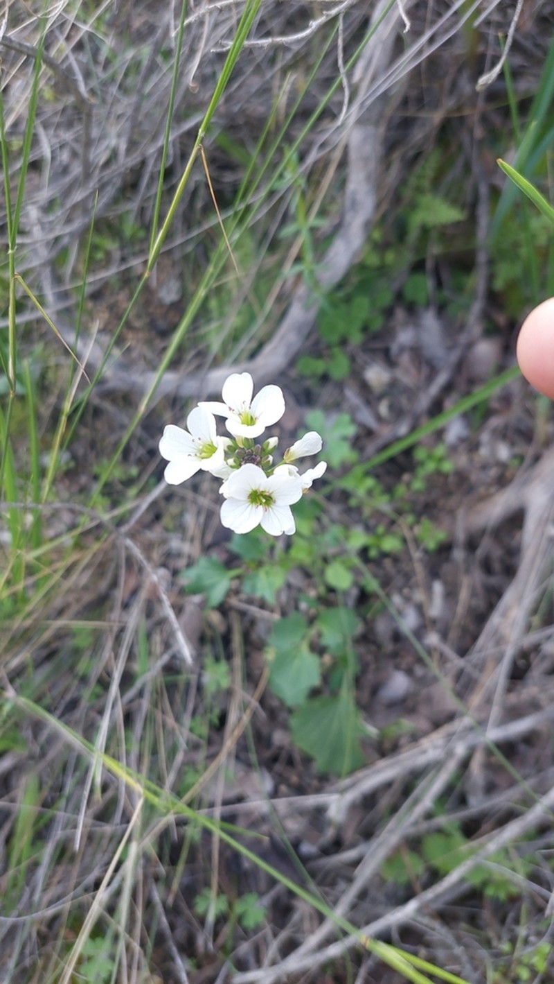 Cardamine tuberosa