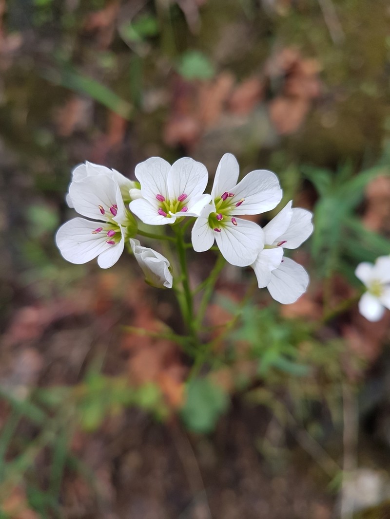 Cardamine tuberosa photo 2