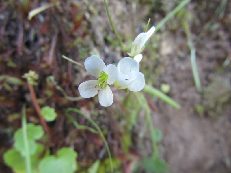 Cardamine tuberosa photo 3