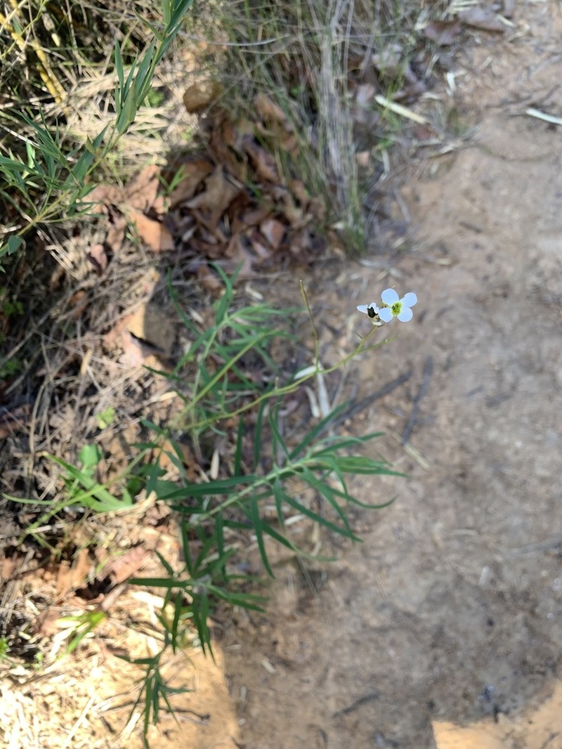 Cardamine tuberosa photo 4