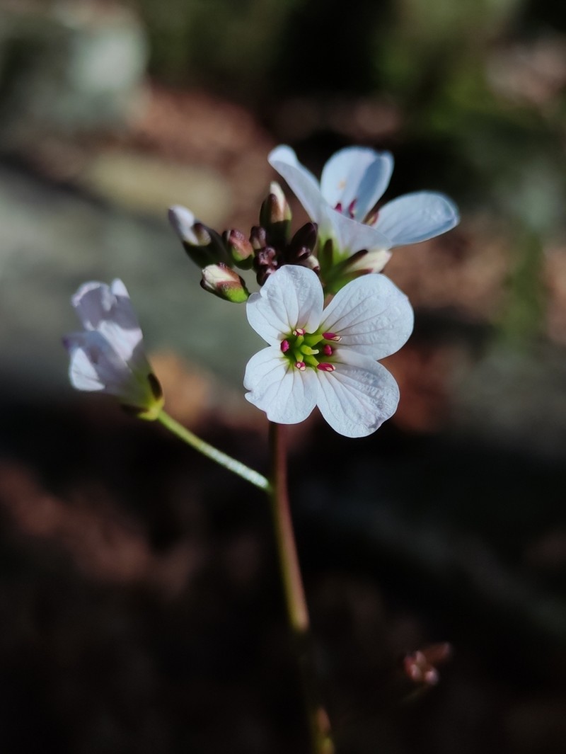 Cardamine tuberosa photo 5