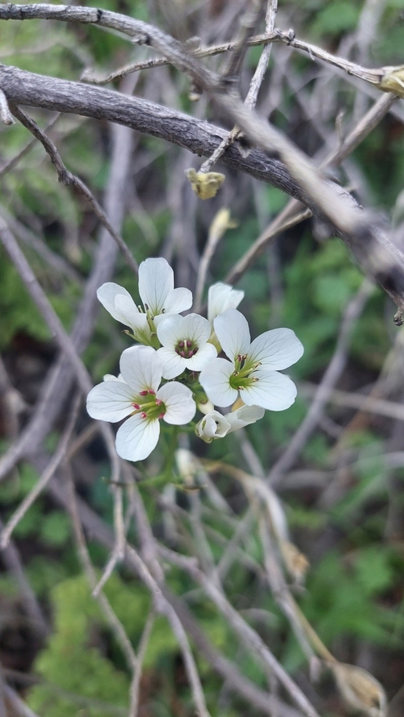 Cardamine tuberosa photo 6