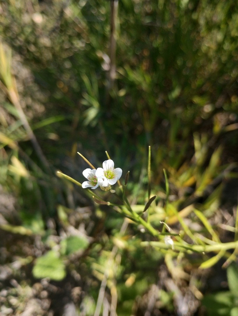 Cardamine tuberosa photo 7