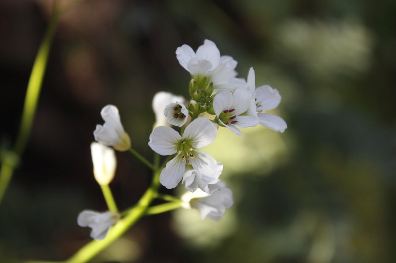 Cardamine tuberosa photo 8