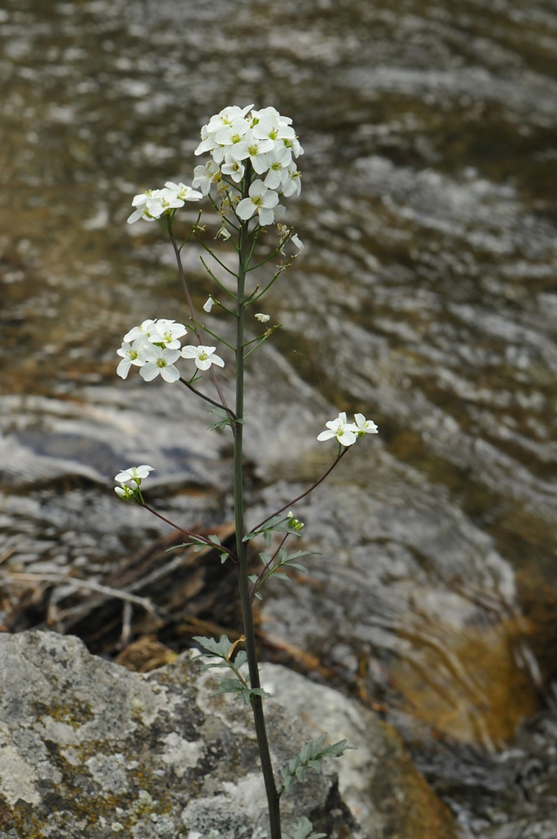 Cardamine uliginosa