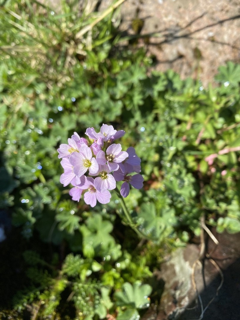 Cardamine uliginosa photo 2