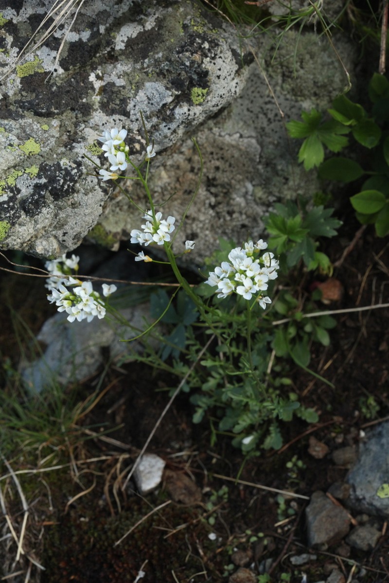 Cardamine uliginosa photo 3