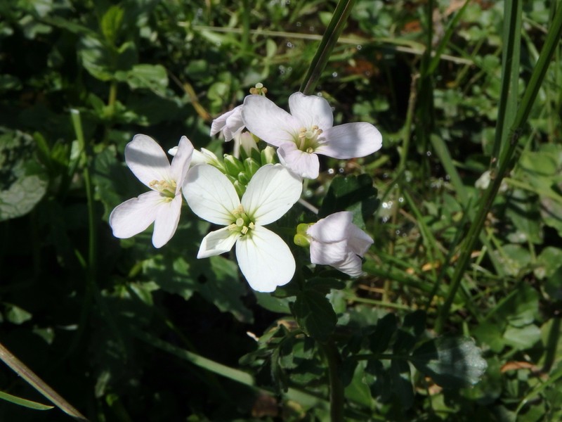 Cardamine uliginosa photo 4