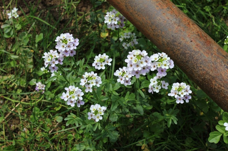 Cardamine uliginosa photo 5