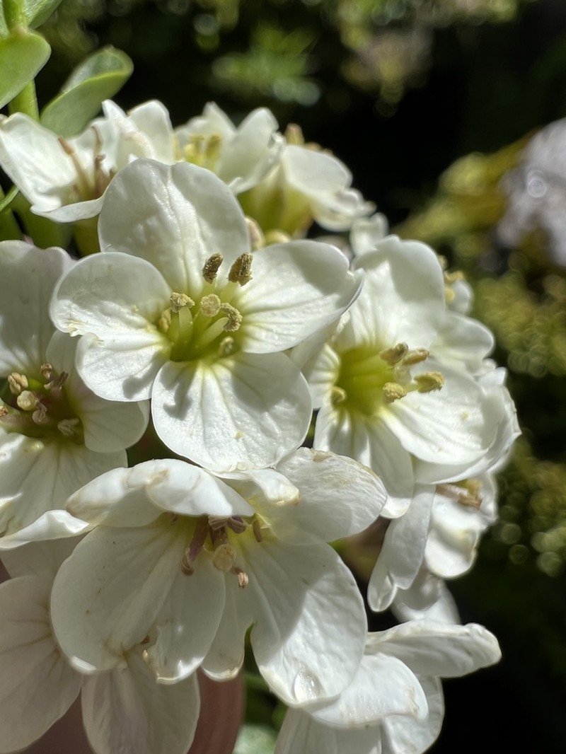 Cardamine uliginosa photo 6