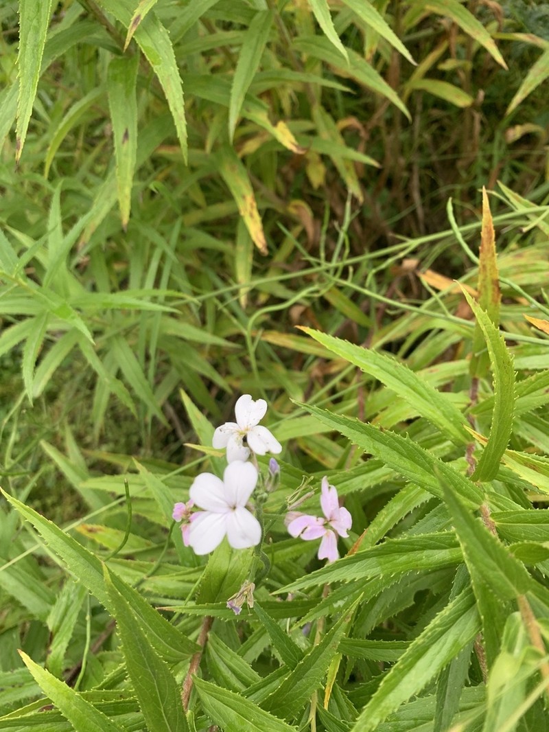 Cardamine uliginosa photo 7
