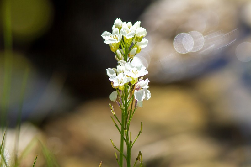 Cardamine uliginosa photo 8