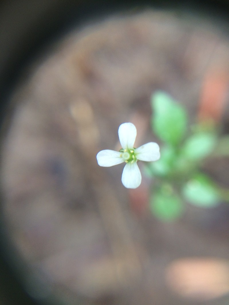 Cardamine umbellata photo 2