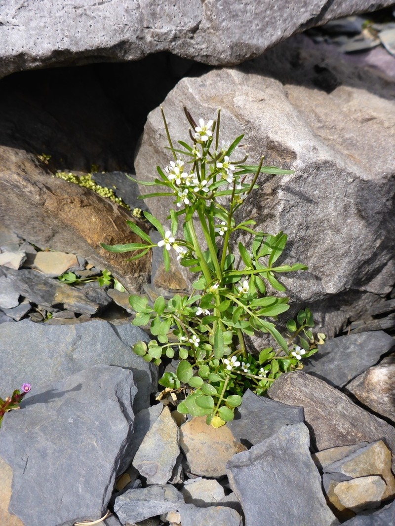 Cardamine umbellata photo 3