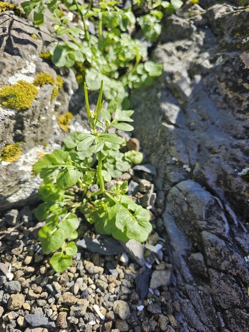 Cardamine umbellata photo 4
