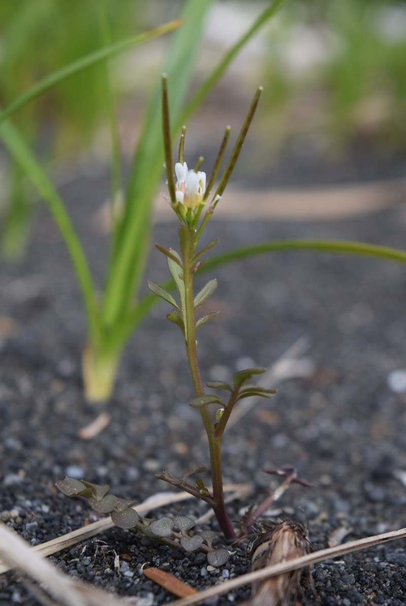 Cardamine umbellata photo 5