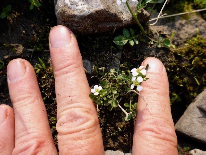 Cardamine umbellata photo 6
