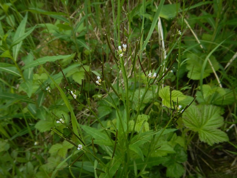 Cardamine umbellata photo 7