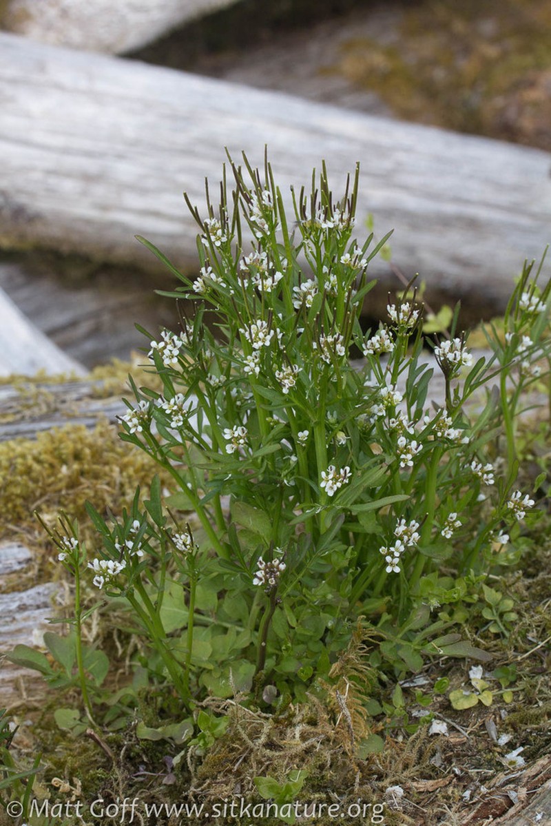 Cardamine umbellata photo 8