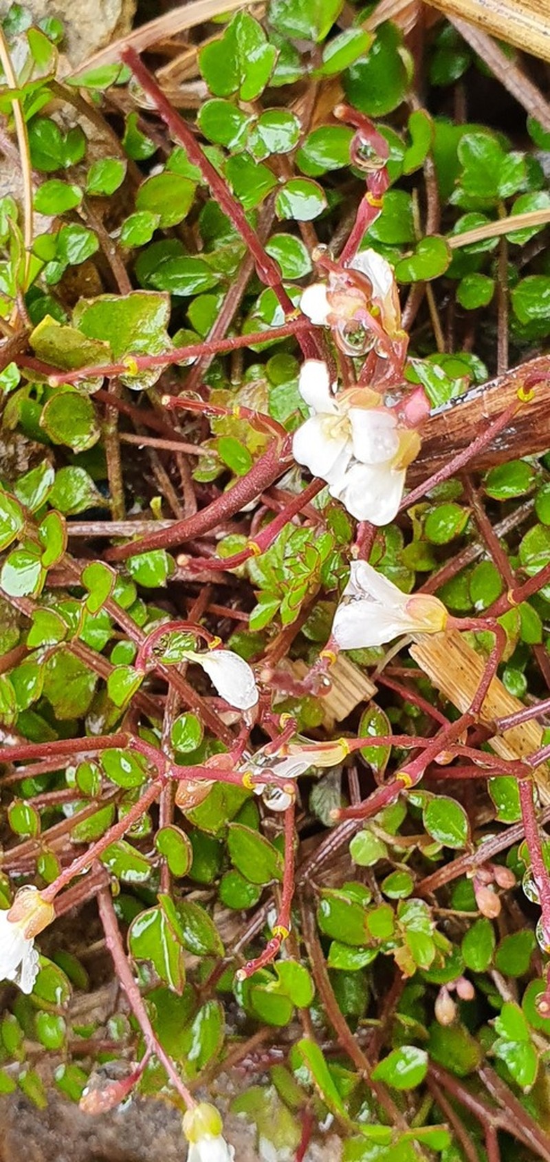 Cardamine unguiculus