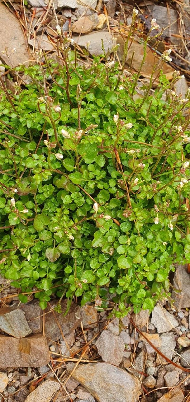 Cardamine unguiculus photo 3
