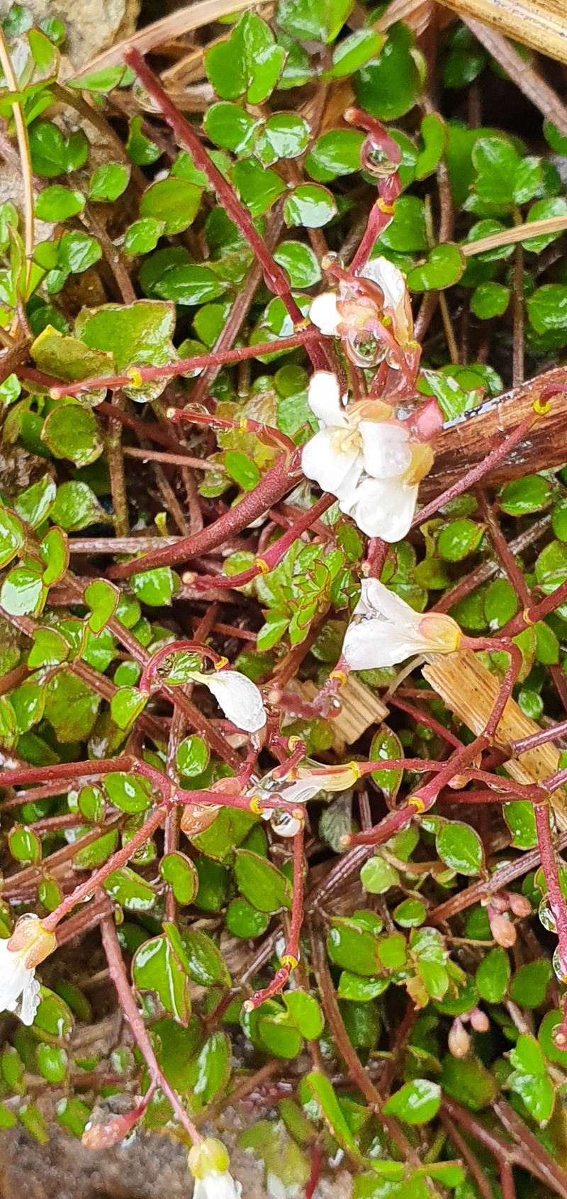 Cardamine unguiculus photo 5