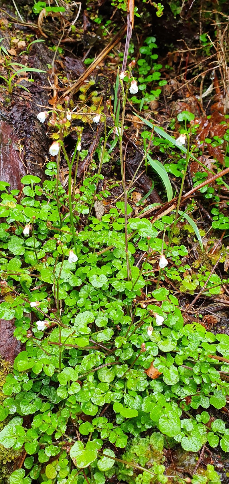Cardamine unguiculus photo 6